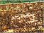 AP-23 Pollen Substitue Patty 1lb