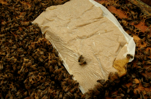 Winter Patty AP23- 1lb