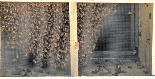 PACKAGE BEE INSTALL DEMONSTRATION