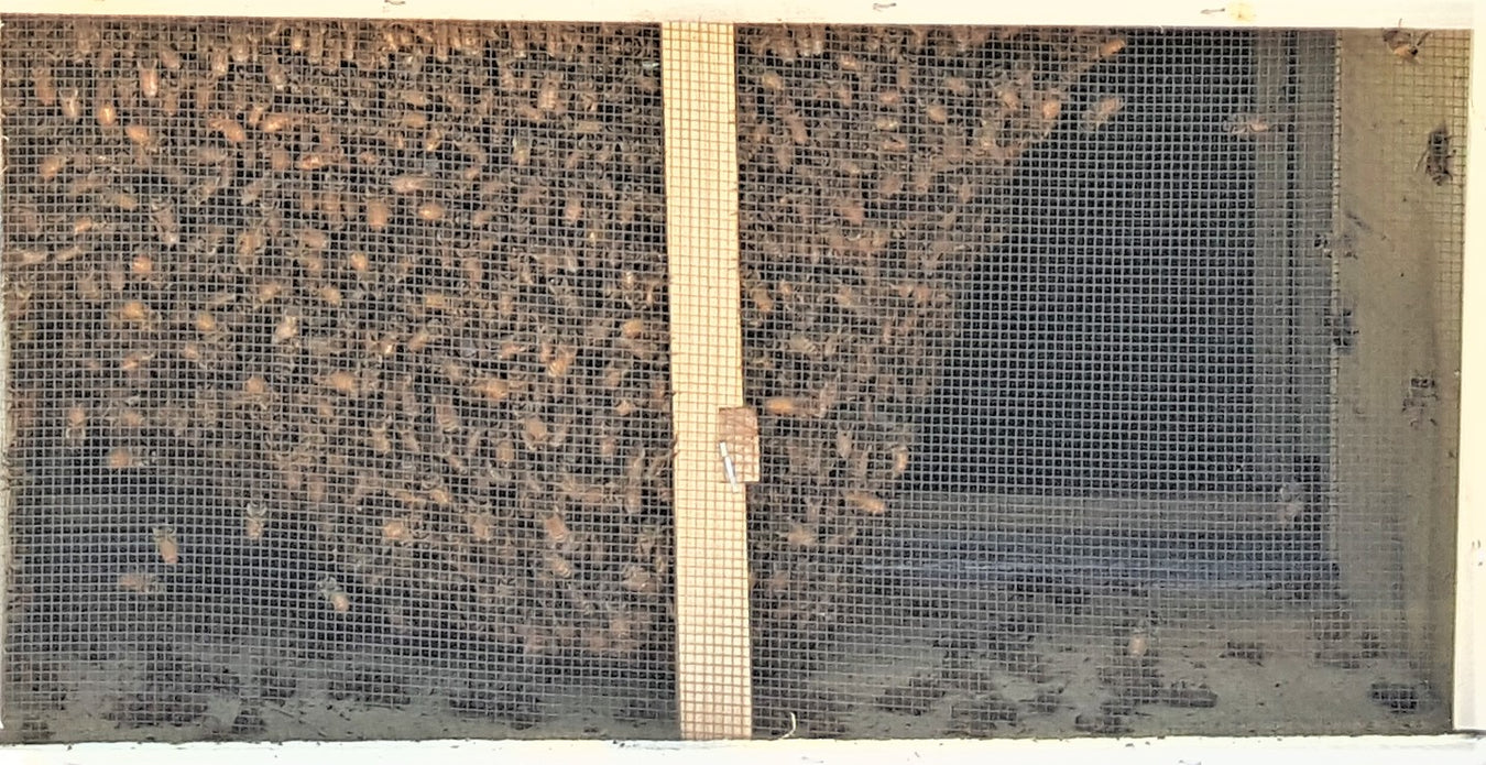 Package Bees