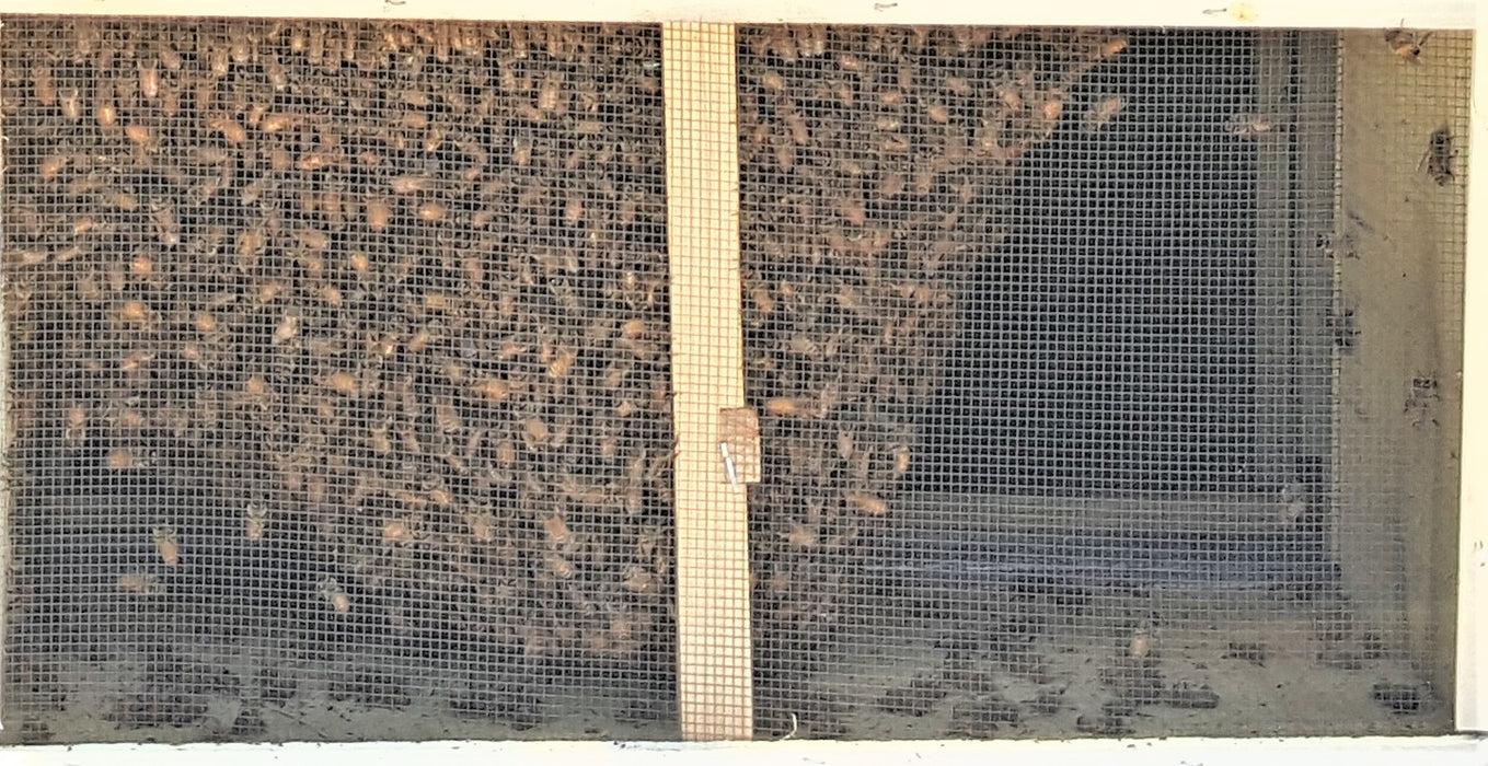 Package Bees