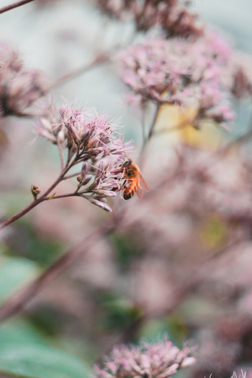 Wood’s Beekeeping Supply & Academy — Wood's Beekeeping Supply & Academy